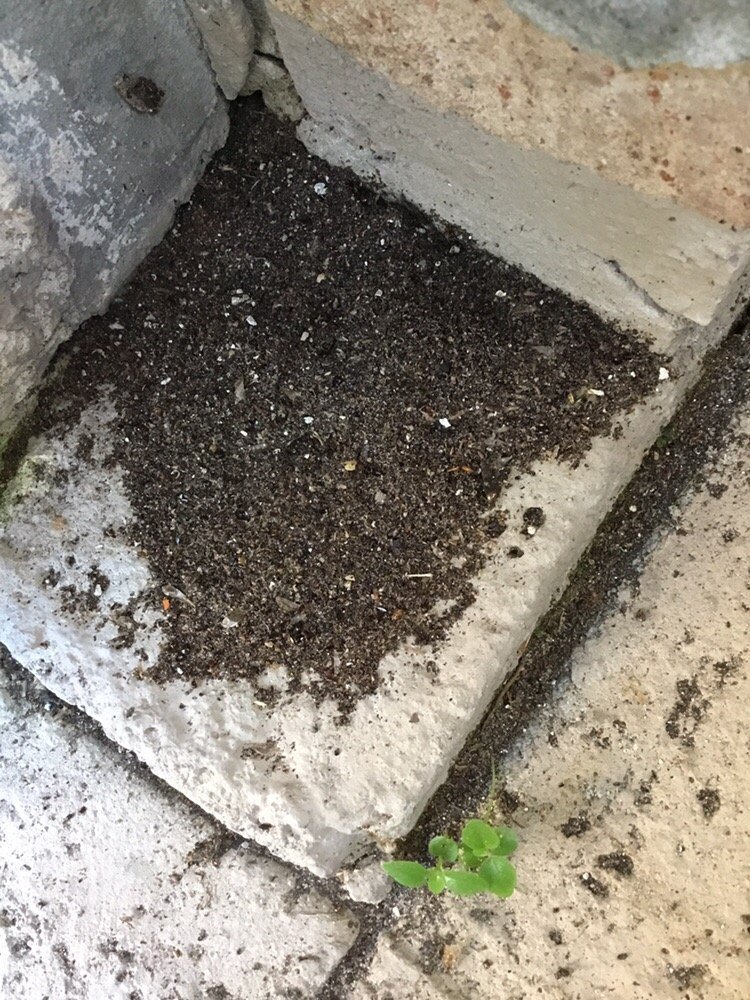 AARDVARK PEST CONTROL Updated September 2024 730 N 7th St, Lantana