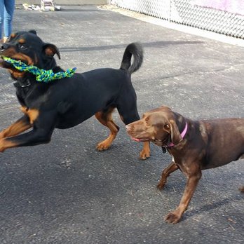 My BFF Resort - Pet Sitting Near Me - Johnston, Rhode Island My BFF Resort - Pet Sitting Near Me - Johnston, Rhode Island