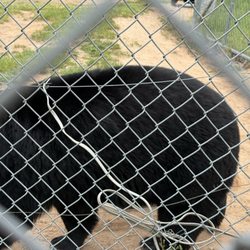 Oswald's Bear Ranch