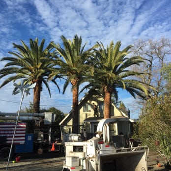 American Lawn Care Experts - This is the after and completed photo of three Palms we pruned in Sonoma. Our customer was very happy! - Tree Services Near Me - Winter Garden, Florida American Lawn Care Experts - This is the after and completed photo of three Palms we pruned in Sonoma. Our customer was very happy! - Tree Services Near Me - Winter Garden, Florida