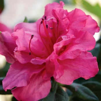 Wilson Bros Nursery - Wilson Bros Nursery offers all 29 varieties of Encore Azalea ('Autumn Rouge' shown) - Nurseries & Gardening Near Me - Mcdonough, Georgia Wilson Bros Nursery - Wilson Bros Nursery offers all 29 varieties of Encore Azalea ('Autumn Rouge' shown) - Nurseries & Gardening Near Me - Mcdonough, Georgia