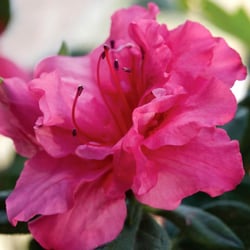 Wilson Bros Nursery - Wilson Bros Nursery offers all 29 varieties of Encore Azalea ('Autumn Rouge' shown)