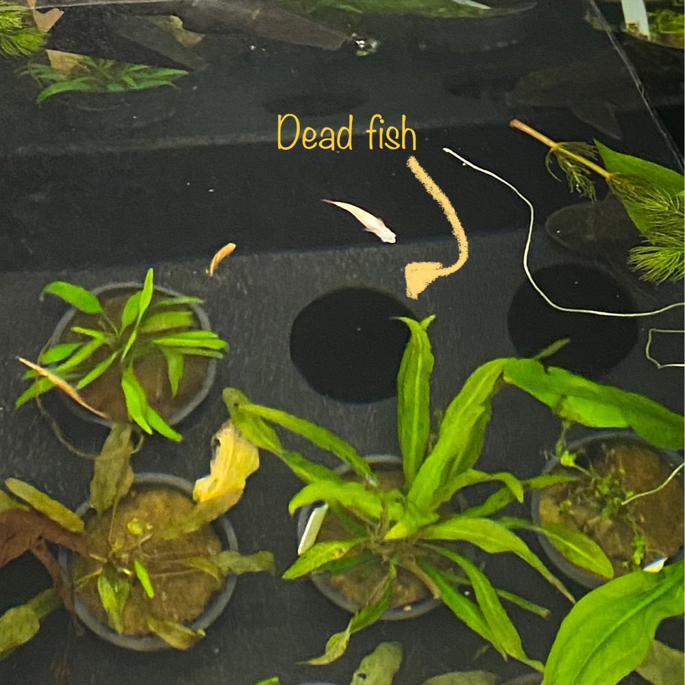 Petco - Dead fish - Pet Stores Near Me - Cedar Hill, Texas Petco - Dead fish - Pet Stores Near Me - Cedar Hill, Texas