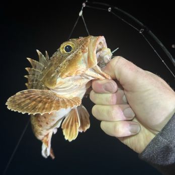 Jd's Big Game Tackle - Sculpin - Fishing Near Me - Newport Beach, California Jd's Big Game Tackle - Sculpin - Fishing Near Me - Newport Beach, California