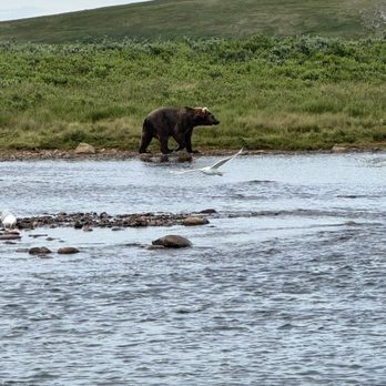 Alaska Ultimate Safaris - Aerial Tours Near Me - Homer, Alaska Alaska Ultimate Safaris - Aerial Tours Near Me - Homer, Alaska