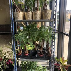 Jungle of Niles Outlet