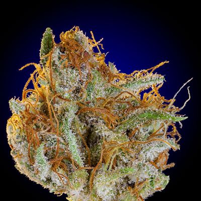 Cornerstone Wellness Dispensary & Delivery by null