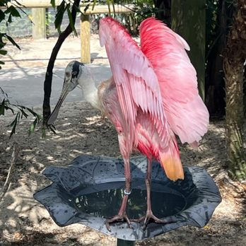 Brevard Zoo - Beautiful bird - Zoos Near Me - Melbourne, Florida Brevard Zoo - Beautiful bird - Zoos Near Me - Melbourne, Florida