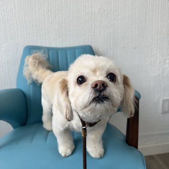 Puppy prom - Pet Groomers Near Me - Los Angeles, California Puppy prom - Pet Groomers Near Me - Los Angeles, California