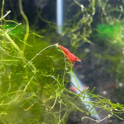 Las Vegas Exotic Fish