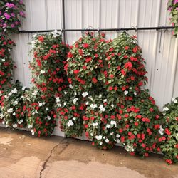 Woldhuis Farms Sunrise Greenhouse