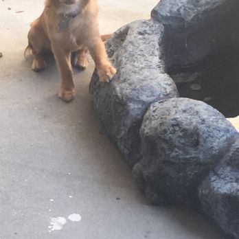 Pet Stop - Peanut hanging out in patio, thanks Pet Stop.  Love him!!! - Pet Stores Near Me - Rancho Cucamonga, California