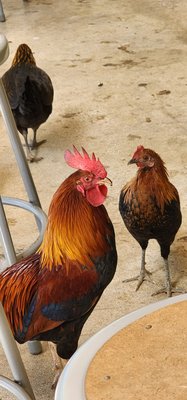 Leoda's Kitchen and Pie Shop by null