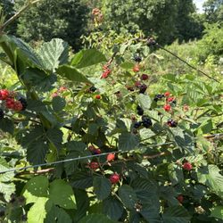 Wagner Berry Farm