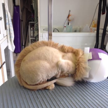 Cat Cuts - Mohawk - Pet Groomers Near Me - St. Albert, Alberta Cat Cuts - Mohawk - Pet Groomers Near Me - St. Albert, Alberta