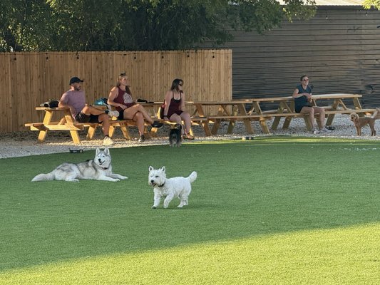 BARk House Social by null