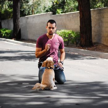 Xaviers Training - Pet Training Near Me - Highland, California Xaviers Training - Pet Training Near Me - Highland, California