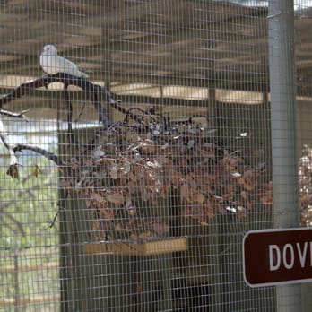 Steckel Park - Aviary almost competed - Parks Near Me - Santa Paula, California