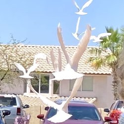 Saint Anthony On the Desert - Releasing of doves at Shirley's Memorial
