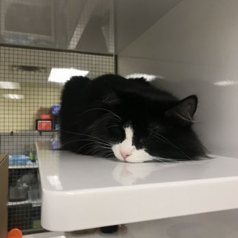 Feline Rescue - Cat - Animal Shelters Near Me - Saint Paul, Minnesota Feline Rescue - Cat - Animal Shelters Near Me - Saint Paul, Minnesota