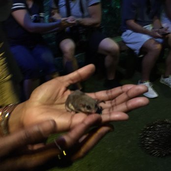 Taronga Zoo - Glider - tiny marsupial licking sugar water off my finger - Zoos Near Me - Mosman, NSW