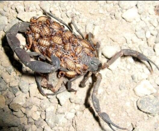 SprayPlus Pest Control - veterans service organization in Gilbert, AZ