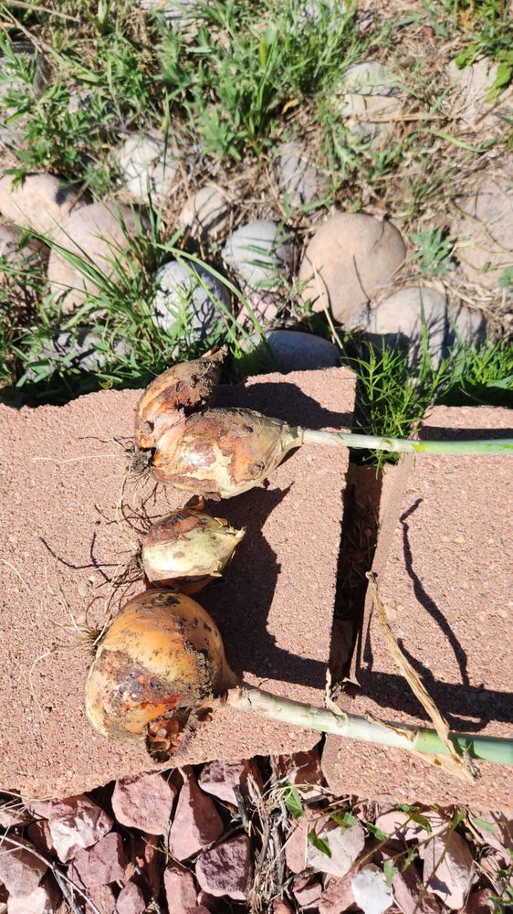 Pinwheel Healing Center - grief counselor in Albuquerque, NM