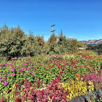 Pear Bloom Farm - Pretty U-pick flower garden with fruit trees in the background. - Fruits & Veggies Near Me - Hood River, Oregon