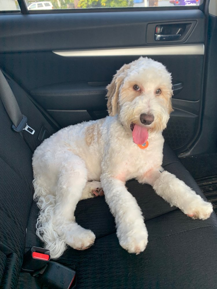 MUDDY PAWZ DOG SPA 29 Photos 8416 Bowdoin Way, Edmonds, Washington