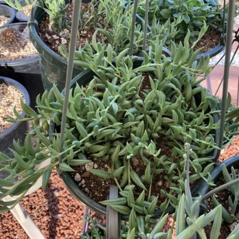 Luxurious Succulents - Hanging succulents - Nurseries & Gardening Near Me - Fresno, California Luxurious Succulents - Hanging succulents - Nurseries & Gardening Near Me - Fresno, California
