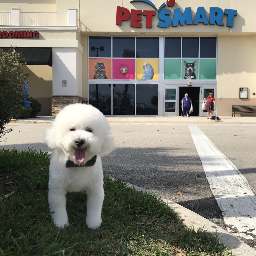 Rolly is looking like a proper bichon after his grooming! Rolly is looking like a proper bichon after his grooming!