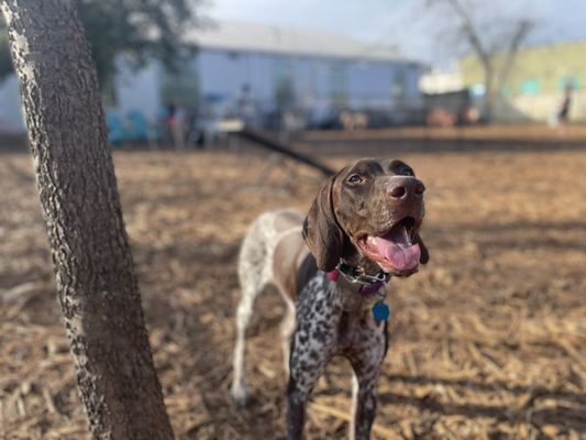 Neighbors Dog Park & Cafe by null