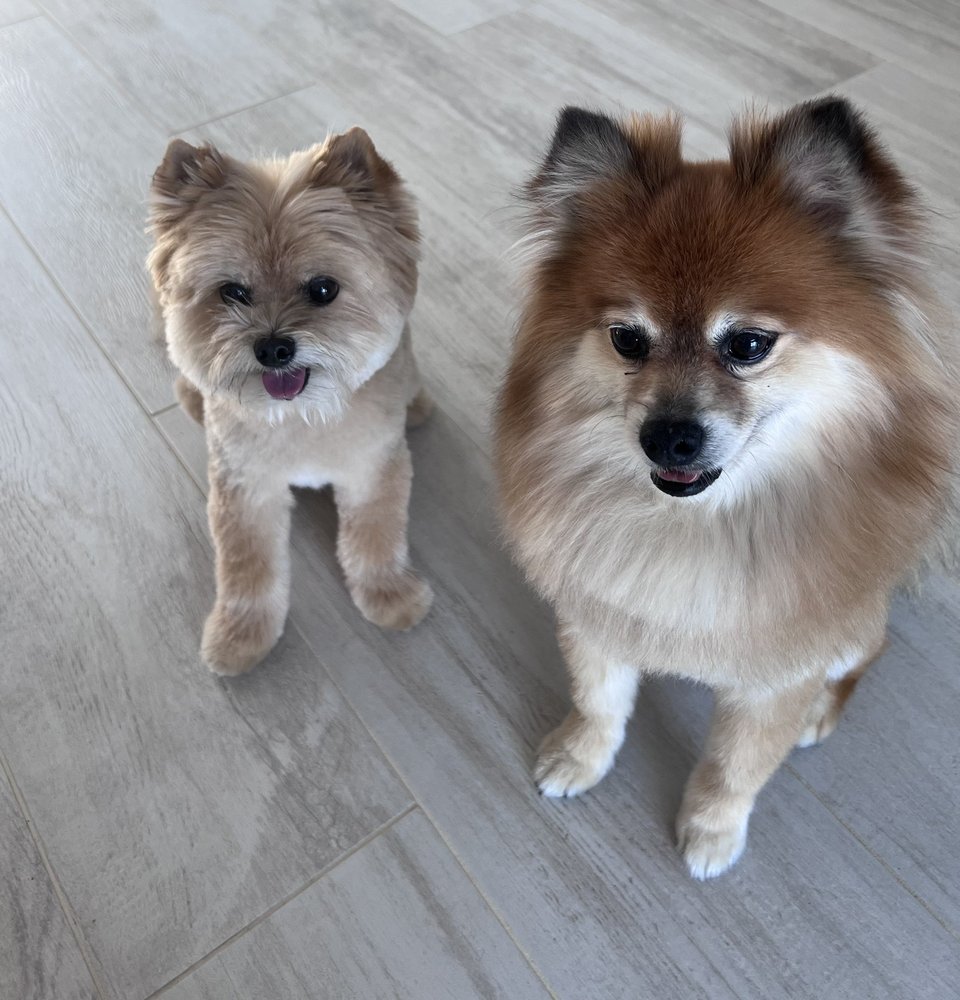 HERE BOY 17 Reviews 777 Fischer Blvd, Toms River, New Jersey Pet