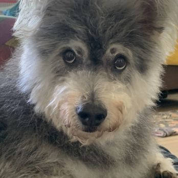 TENDER LOVING CARE PETS GROOMING - Updated January 2025 - 63 