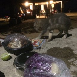 Stray cat strutting around my dinner. Stray cat strutting around my dinner.