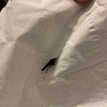 Pacific Pizza & Brew - This bug was baked into my cheese under a slice of pepperoni - Pizza Near Me - Bend, Oregon