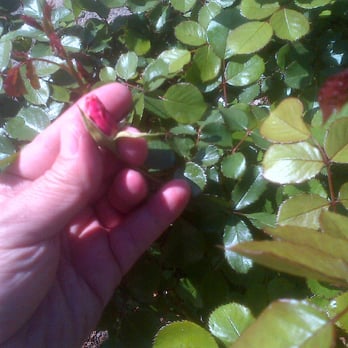 Morcom Municipal Rose Garden - In the beginning ... - Parks Near Me - Oakland, California