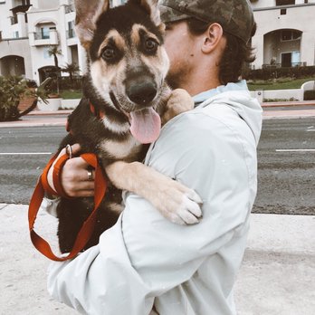 coastal shepherd rescue