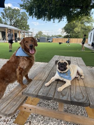 BARk House Social by null