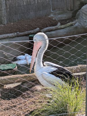 Taronga Zoo, Bradleys Head Rd by null