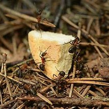 Whiskey Branch Pest Control - Pest Control Near Me - Cleveland, Texas Whiskey Branch Pest Control - Pest Control Near Me - Cleveland, Texas