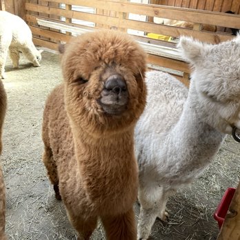 Buck Brook Alpacas - Curious Alpacas - Attraction Farms Near Me - Roscoe, New York Buck Brook Alpacas - Curious Alpacas - Attraction Farms Near Me - Roscoe, New York