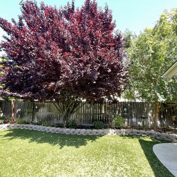 Fidel's Tree Experts - Trimmed flowering plum & Chinese Elm in our backyard - Tree Services Near Me Fidel's Tree Experts - Trimmed flowering plum & Chinese Elm in our backyard - Tree Services Near Me