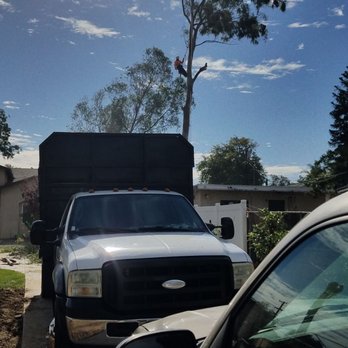 Ortega's Jr Tree Service - I used Ortega's Jr tree service today to remove 3 Eucalyptus trees. - Tree Services Near Me - Riverside , California Ortega's Jr Tree Service - I used Ortega's Jr tree service today to remove 3 Eucalyptus trees. - Tree Services Near Me - Riverside , California