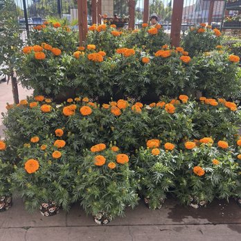 Ace Hardware - Right now these are a steal! - Hardware Stores Near Me - Livermore, California