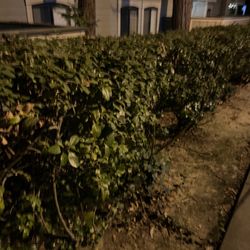 Muirwood Gardens - Poorly maintained bushes