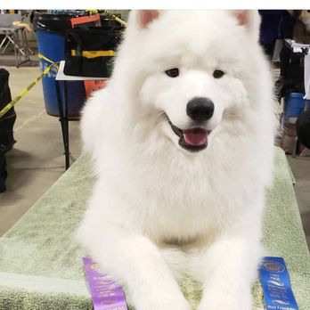 At Your Bark'n Call - Pet Groomers Near Me - Winchester, Virginia