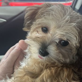 Prettiest Puppies - Nyssa - Pet Breeders Near Me Prettiest Puppies - Nyssa - Pet Breeders Near Me