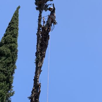 Arturos Landscaping - Need tree service - Landscaping Near Me Arturos Landscaping - Need tree service - Landscaping Near Me