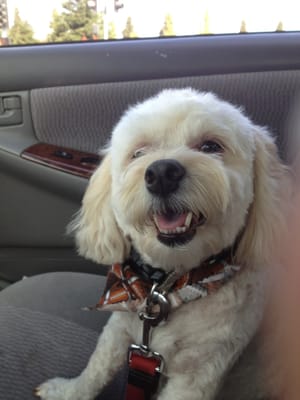 miss charlotte's pampered pets